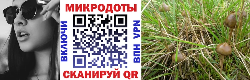 Купить где Удачный Псилоцибиновые грибы Psilocybe